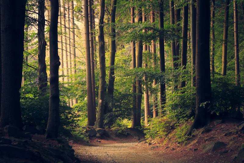 Ancient forest path in Elisium sanctuary